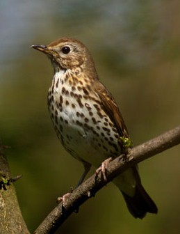 Tordo Bottaccio - Turdus philomelos